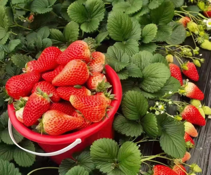 ũ��Ʒʩ��Ч��