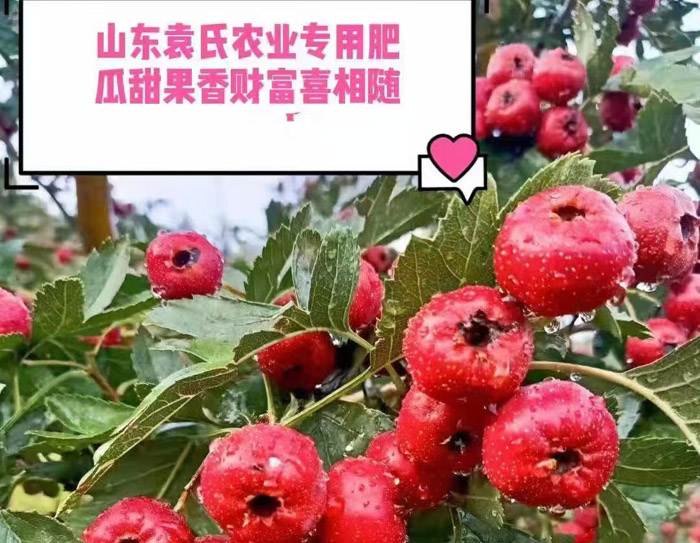 ũ��Ʒʩ��Ч��