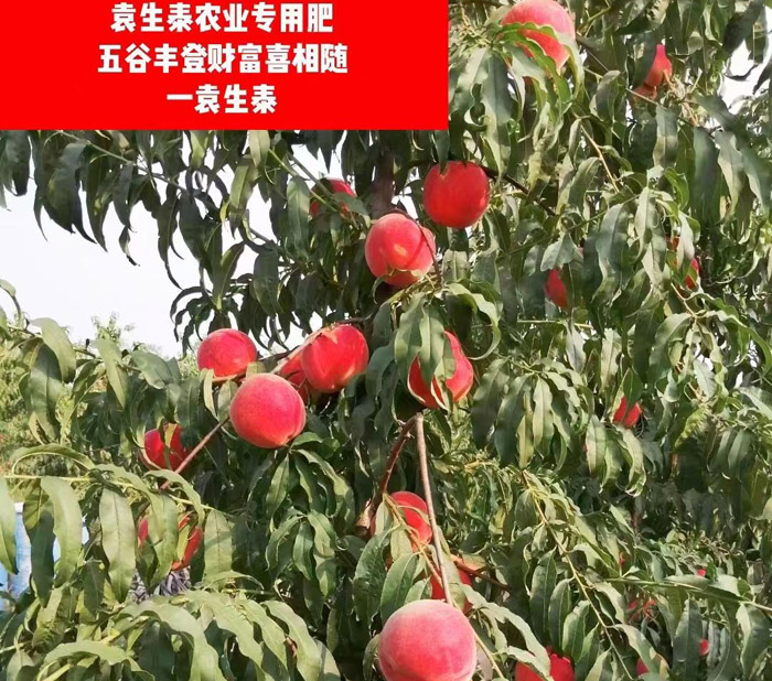 ũ��Ʒʩ��Ч��