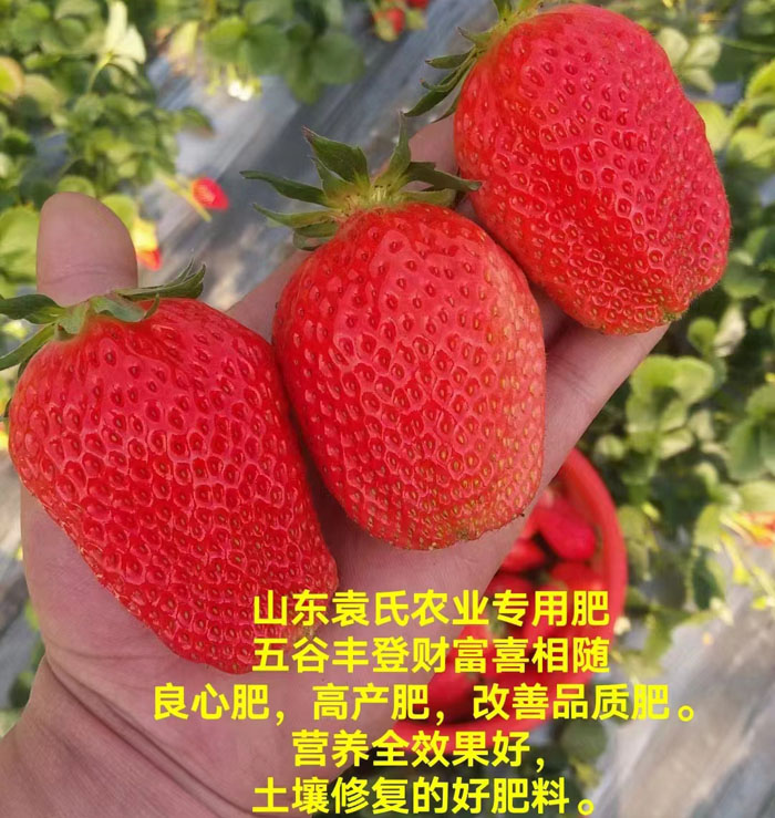 ũ��Ʒʩ��Ч��