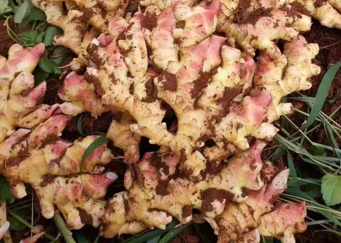 ũ��Ʒʩ��Ч��