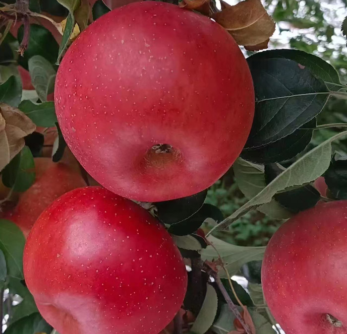 ũ��Ʒʩ��Ч��