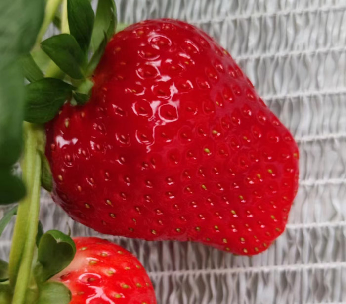 ũ��Ʒʩ��Ч��