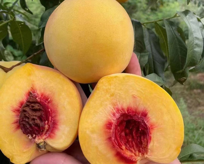 ũ��Ʒʩ��Ч��