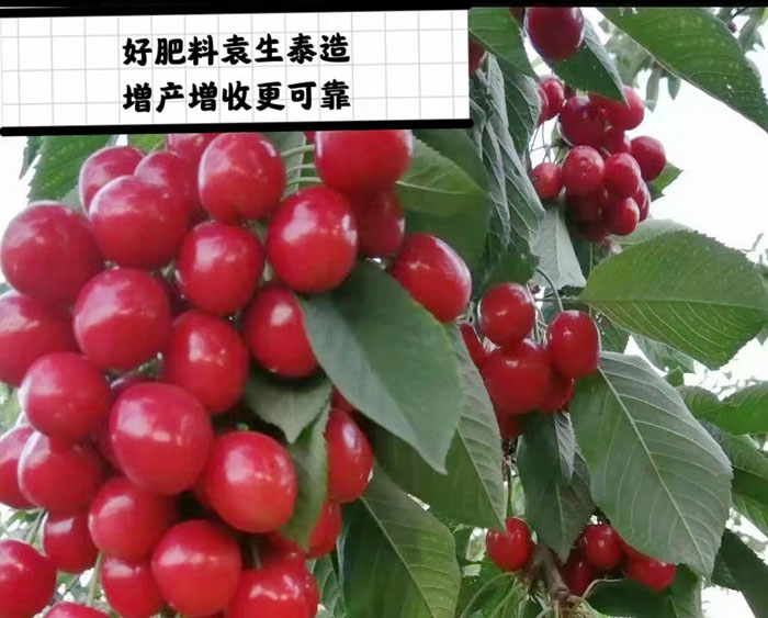 ũ��Ʒʩ��Ч��